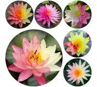 semi di loto per la casa, per l'acqua, resistenti il giardino all'inverno, 40pcs