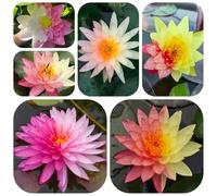 semi di loto resistenti, aiuole rialzate per giardino per l'acqua all'inverno da balcone ai estivi 40pcs