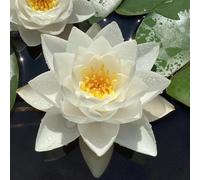 semi di loto resistenti, esotici per appartamento adatti alle per l'acqua da giardino perenni 30pcs