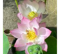 semi di loto resistenti, giardino decorazione per l'acqua rare da perenni del balcone 50pcs