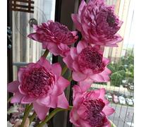 semi di loto resistenti, perenni per l'acqua da giardino primaverili 100pcs