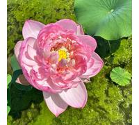 semi di loto selvatici di balcone roccia resistente copertura del suolo giardino del balcone estate tagliati semi letto elevato giardino interno 8pcs