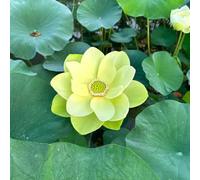 semi di loto selvatici interni semi esotici letto elevato giardino tagliato roccia resistente giardino interni selvatici 150pcs