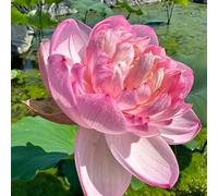 semi di loto semi di perenne resistenti interni giardino interni tagliati esotici selvatici ufficio copertura del suolo 12pcs