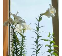 Semi di Luffa,Pendente,da Ombra,Bella in Vaso 200pcs