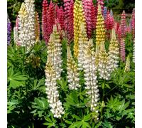 Semi di lupino-da balcone,da giardino,esterno resistenti per il giardino,bellissime in vaso 350pcs