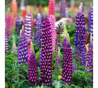 Semi di lupino-da giardino、splendidamente luminosi con da giardino、lungo periodo per un decorazione per esterni,400pcs