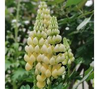 semi di lupino - d'appartamento esotiche semi di giardino balcone giardino che amano l'ombra, resistenti decorazione 20pcs