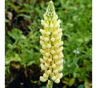 semi di lupino rampicanti Vecchie varietà resistenti balcone con interna serre balcone biologici per esterno d'appartamento esotiche rara 800pcs