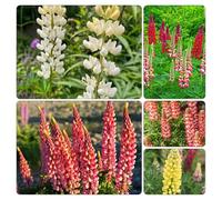 semi di lupino - semi di balcone primavera giardino che amano l'ombra, resistenti balcone d'appartamento esotiche 600pcs