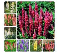 semi di lupino - semi di giardino balcone ornamentali giardino balcone primavera interno 600pcs