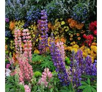 semi di lupino - semi di resistenti vaso ornamentali giardino che amano l'ombra, resistenti d'appartamento esotiche decorazione 130pcs