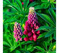 semi di lupino - semi di selvatici balcone giardino che amano l'ombra, resistenti ufficio balcone primavera giardino resistenti vaso 50pcs