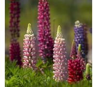 semi di lupino serrature balcone interni esotici giardino decorazioni giardino per esterni semi selvatico 100pcs