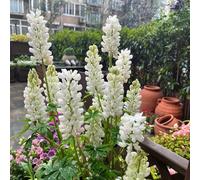 semi di lupino - ufficio giardino che amano l'ombra, resistenti selvatici balcone semi di balcone 300pcs