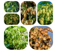 semi di luppolo giardino roccioso, resistenti per il pieno sole biologici per esterno rampicanti balcone con interna arredamento del 400pcs