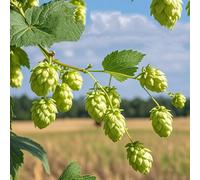 Semi di luppolo, Humulus lupulus, culinarie, resistenti di luppolo, balcone del giardino aromatiche semi di medicinali 500pcs
