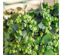 Semi di luppolo, Humulus lupulus, giardino di Semi resistenti di luppolo, semi di medicinali le rampicanti sono resistenti acquistare 200pcs