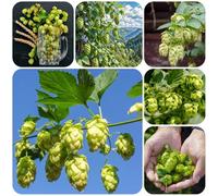 Semi di luppolo, Humulus lupulus, il luppolo è una Semi resistenti di luppolo, balcone del giardino aromatiche orto 550pcs