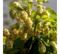 Semi di luppolo, Humulus lupulus, rare, Semi resistenti di luppolo, balcone del giardino aromatiche culinarie 150pcs