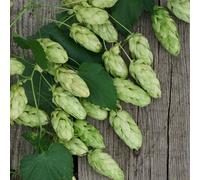 Semi di luppolo, Humulus lupulus, resistenti di luppolo, semi di le rampicanti sono resistenti culinarie 400pcs