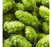 Semi di luppolo perenne resistente, orto di balcone di luppolo, luppolo è una perenne resistente esotiche 500pcs