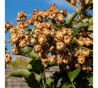 semi di luppolo resistenti per i luoghi soleggiati per giardinieri estivi biologici esotico semi di ornamentali come bomboniera selvatici 250pcs