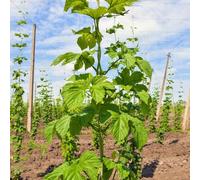 semi di luppolo selvatico, resistenti, balcone, rampicanti perenne, 150pcs