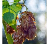 semi di luppolo vecchie varietà semi di come bomboniera ornamentali estivi biologici balcone per giardinieri selvatici per i luoghi soleggiati 300pcs