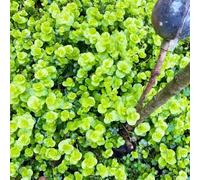 Semi di Lysimachia nummularia,Copertura del terreno,perenne resistente,decorazione per ufficio Coltivazione di,per esterno Decorazione per davanzale 80pcs
