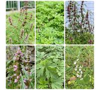 Semi di madre - balcone Leonurus japonicus - semi di medicinali vecchie varietà balcone giardino 200pcs