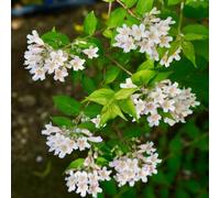 Semi di madreperla - Kolkwitzia amabilis - giardino di aromatiche sul balcone semi di resistenti per il giardino da esterno resistenti 80pcs