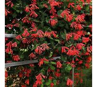 semi di madreselva, scalatrici balcone giardino resistenti per uomini, semi interni resistenti 300pcs