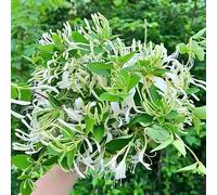 semi di madreselva, semi balcone scalatrici resistenti giardino per uomini decorazione 500pcs