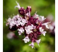 semi di maggiorana perenni - balcone giardino interno 800pcs