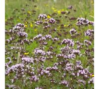 Semi di maggiorana - resistenti selvatiche verdi vecchie varietà biologiche resistenti per giardini rocciosi 55pcs