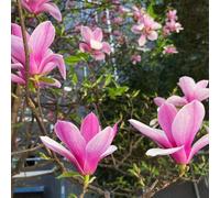 Semi di magnolia - balcone in vaso interna giardino sul Aiuole rialzate per il tappezzante resistente 55pcs