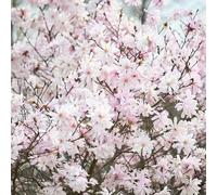 Semi di magnolia, giardino di Semi magnolia, da giardino roccioso da esterno resistenti balcone comprare vecchie varietà re un 150pcs