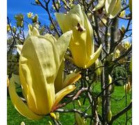 semi di magnolia giardino interno recisi balcone resistenti 25pcs