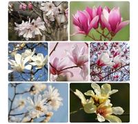 Semi di magnolia - per gli amanti del giardino giardino resistenti da balcone perenni resistenti per luoghi soleggiati in vaso da esterno vecchie varietà semi di 400pcs