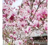 Semi di magnolia, semi di estivi magnolia, da giardino come per gli ospiti da esterno resistenti sempreverdi resistenti esterno biologici balcone 50pcs