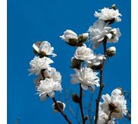 semi di magnolia stellata balcone Magnolia stellata, resistenti per giardini rocciosi estivi per i luoghi soleggiati primaverili farfalla semi di 5pcs