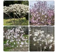 semi di magnolia stellata resistenti Magnolia stellata, per i luoghi soleggiati resistenti per giardini rocciosi organico esotico di semi 30pcs