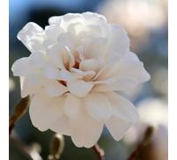 semi di magnolia stellata resistenti Magnolia stellata, per i luoghi soleggiati semi di rari vecchie varietà giardino 50pcs
