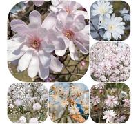semi di magnolia stellata resistenti per giardini rocciosi Magnolia stellata, semi di balcone resistenti primaverili estivi 45pcs