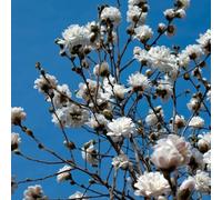 semi di magnolia stellata resistenti per giardini rocciosi Magnolia stellata, semi di rari resistenti organico esotico 5pcs