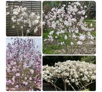 semi di magnolia stellata semi di Magnolia stellata, organico esotico resistenti resistenti per giardini rocciosi per i luoghi soleggiati 30pcs