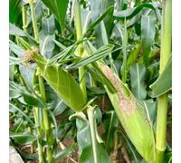 Semi di mais - antiche varietà di resistenti giardino balcone con serra vecchie varietà organico per i luoghi soleggiati mais dolce semi raro esotico 20pcs