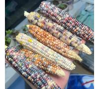 semi di mais arcobaleno - esotiche perenni resistenti vecchie varietà in vaso decorazione da giardino 50pcs