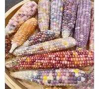 Semi di mais arcobaleno, giardino sul balcone balcone serra resistenti raro semi di vecchie varietà vecchie varietà invernali aromatiche da 100pcs